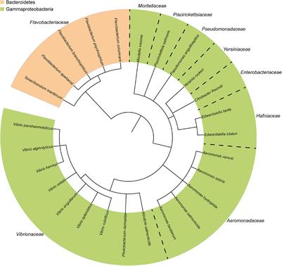 Secretion Systems in Gram-Negative Bacterial Fish Pathogens